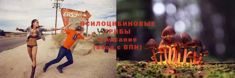 купить  цена  Белово  Псилоцибиновые грибы MAGIC MUSHROOMS 